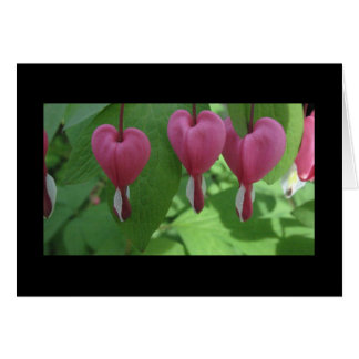 Bleeding Hearts
