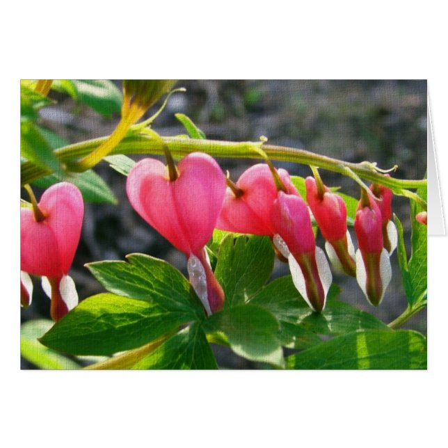 Bleeding Hearts (Front Horizontal)