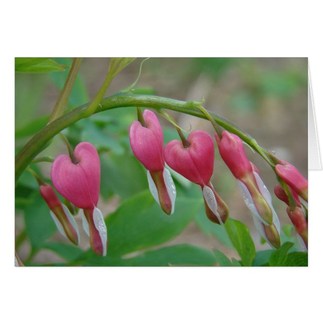 Bleeding Hearts (Front Horizontal)