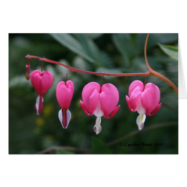 Bleeding Hearts (Front Horizontal)