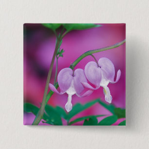 Bleeding Hearts Connecting In Garden. Credit 15 Cm Square Badge