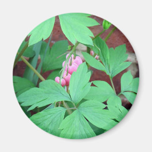 Bleeding Hearts Family Magnet