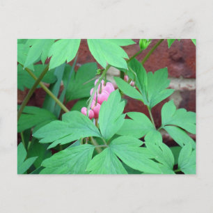 Bleeding Hearts Family Postcard