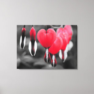 Bleeding Hearts Flowers: Red Colour Splash Canvas Print