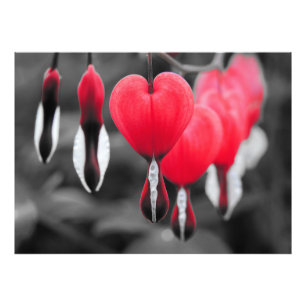 Bleeding Hearts Flowers: Red Colour Splash Photo Print