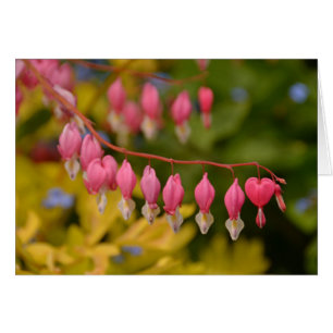 Bleeding Hearts Macro