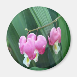 Bleeding Hearts Magnet
