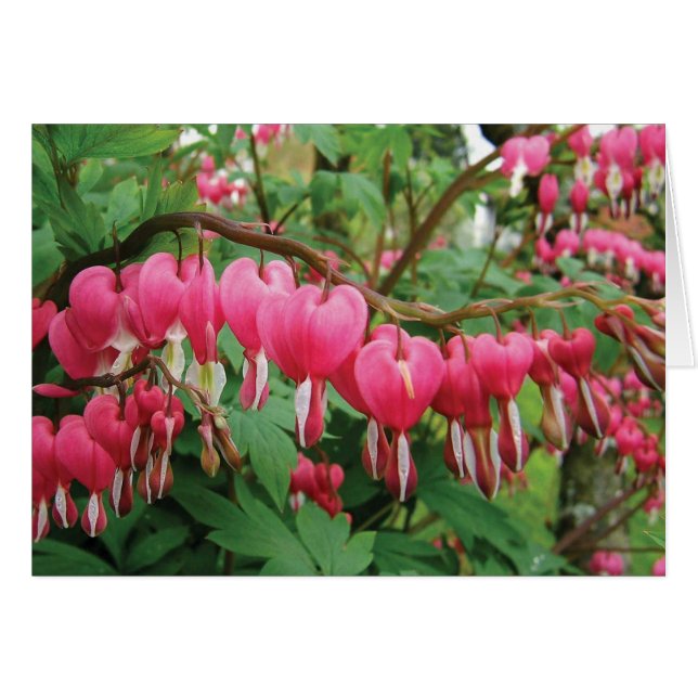 BLEEDING HEARTS ON ***OUR WEDDING DAY*** (Front Horizontal)