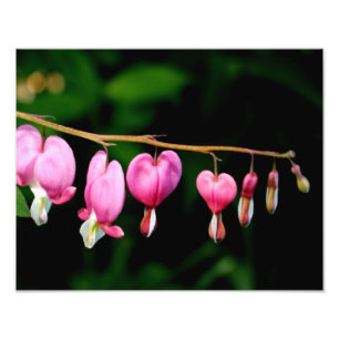 Bleeding Hearts Photo Print