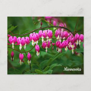 Bleeding Hearts Postcard