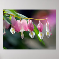 Bleeding Hearts Spring Flowers Poster
