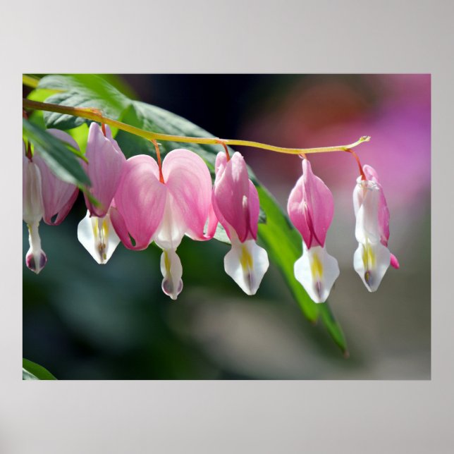 Bleeding Hearts Spring Flowers Poster (Front)