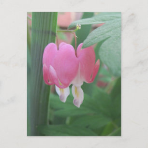 Bleeding Hearts~ Two Hearts As One Postcard
