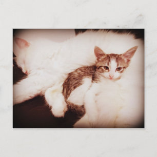 Blending in postcard