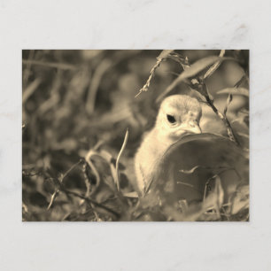 Blending In -  Postcard