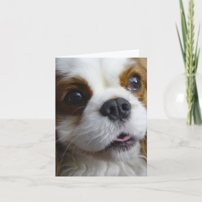 Blenheim Cavalier King Charles Blank Note Card (Front)