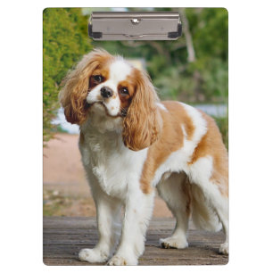 Blenheim Cavalier King Charles Spaniel Dog Clipboard