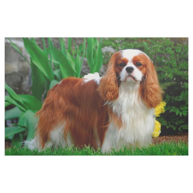 Blenheim Cavalier King Charles Spaniel Dog Panel Fabric (Yard)