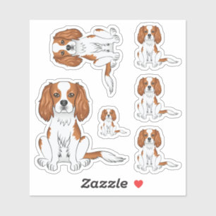 Blenheim Cavalier King Charles Spaniel Dog Sitting