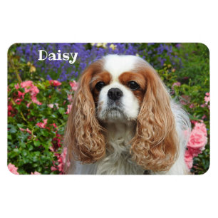 Blenheim Cavalier King Charles Spaniel in Flowers Magnet