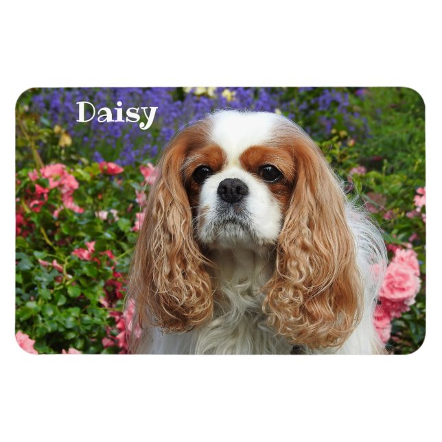 Blenheim Cavalier King Charles Spaniel in Flowers Magnet (Horizontal)