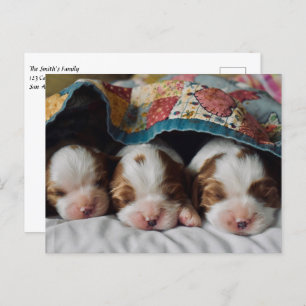 Blenheim Cavalier King Charles Spaniel Puppies Postcard