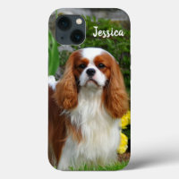 Blenheim Cavalier King Charles Spaniel Puppy Dog