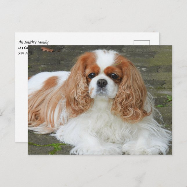 Blenheim Cavalier King Charles Spaniel Puppy Dog P Postcard (Front/Back)