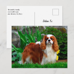 Blenheim Cavalier King Charles Spaniel Puppy Dog Postcard