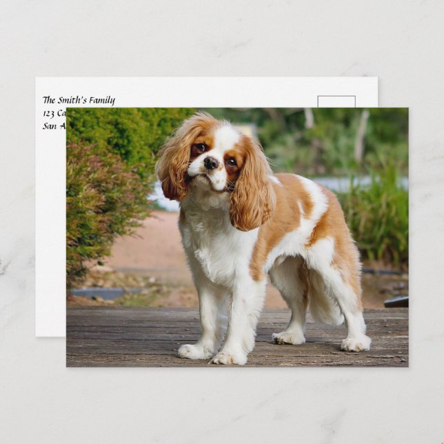 Blenheim Cavalier King Charles Spaniel Puppy Dog Postcard (Front/Back)