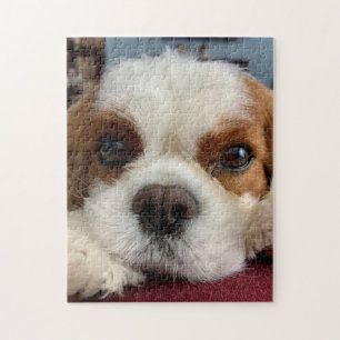 Blenheim Cavalier  King Charles Spaniel  Puzzle