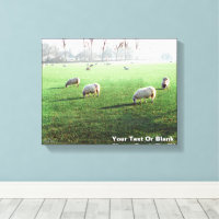 Blenheim Palace Sheep