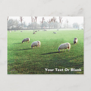 Blenheim Palace Sheep Holiday Postcard
