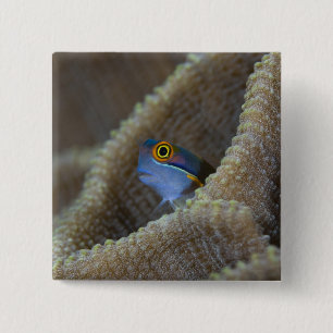Blenny fish Blenniidae) poking it's head out 15 Cm Square Badge