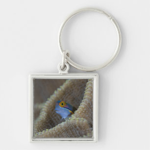 Blenny fish Blenniidae) poking it's head out Key Ring