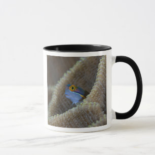 Blenny fish Blenniidae) poking it's head out Mug