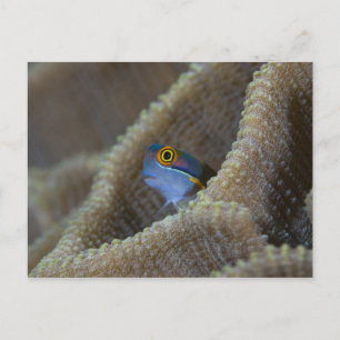 Blenny fish Blenniidae) poking it's head out Postcard
