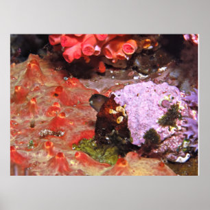 Blenny Peeking Poster