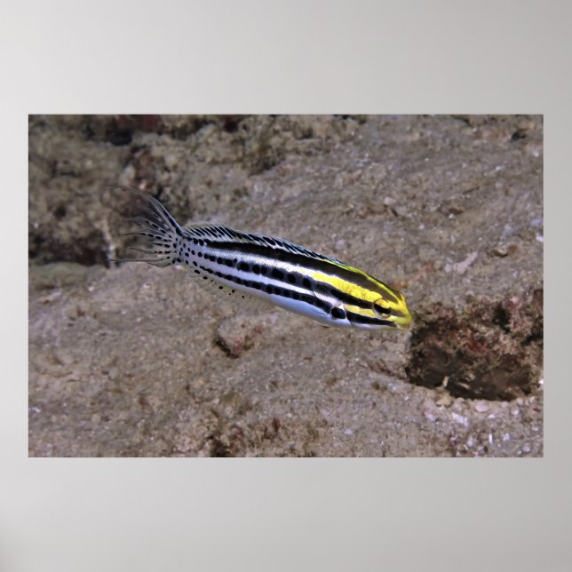 Blenny Poster (Front)