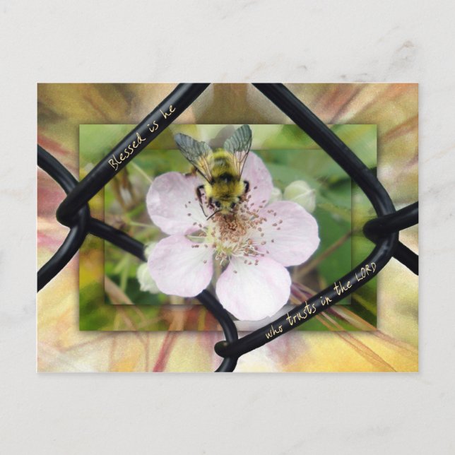 Blessed is he who trusts in the LORD Postcard (Front)