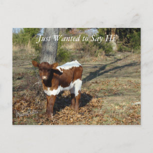 Bliss Postcard-customise Postcard