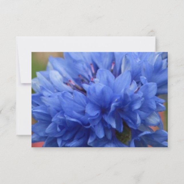 Blissful Blossoms butterfly blue flowera (Front)