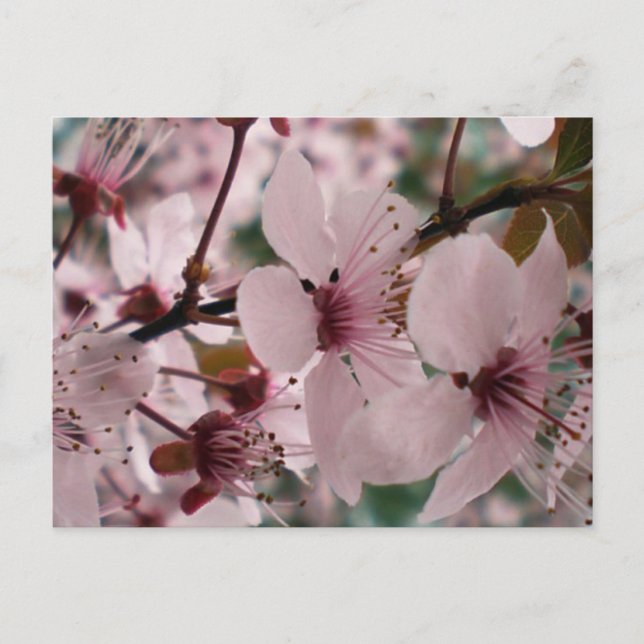 Blissful Blossoms Postcard (Front)