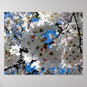 Blissful Blossoms Poster