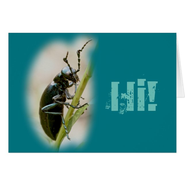Blister Beetle - Meloidae (Front Horizontal)