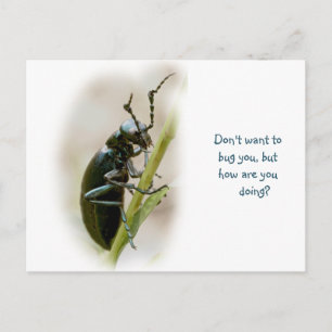 Blister Beetle - Meloidae Postcard