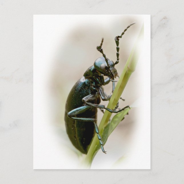 Blister Beetle - Meloidae Postcard (Front)