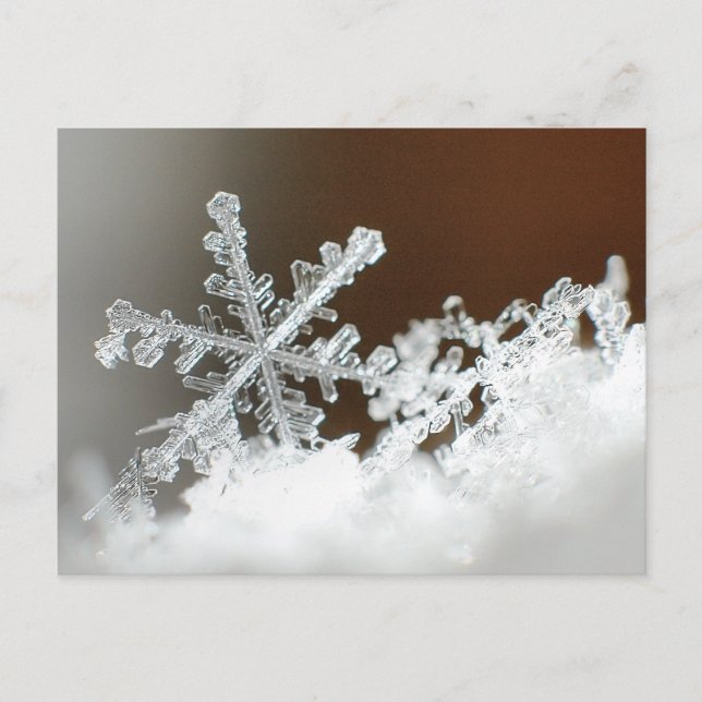 Blizzard of 2009 postcard (Front)