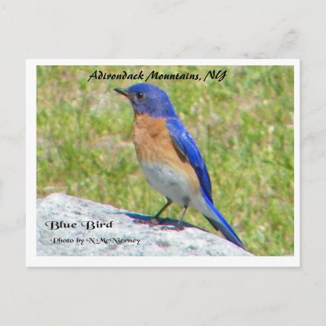 Bllue Bird, Adirondack Mountains, NY Postcard (Front)