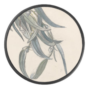 Bloeiende tak van een eucalyptus hockey puck